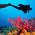 Plongée sous-marine : secrets et conseils pour explorer les fonds Plongée sous-marine : secrets et conseils pour explorer les fonds