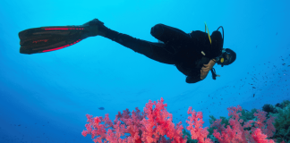 Plongée sous-marine : secrets et conseils pour explorer les fonds Plongée sous-marine : secrets et conseils pour explorer les fonds