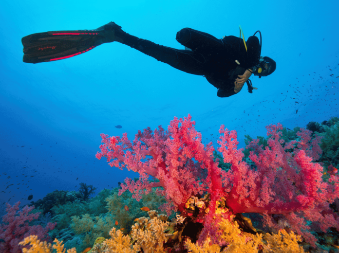plongee-sous-marine Plongée sous-marine : secrets et conseils pour explorer les fonds