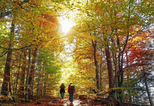 Évasion Nature : 5 Randonnées qui Revitalisent le Corps et l’Esprit Évasion Nature 5 Randonnées qui Revitalisent le Corps et l'Esprit