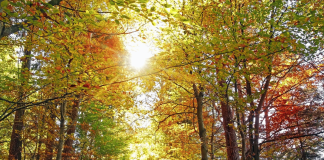 Évasion Nature : 5 Randonnées qui Revitalisent le Corps et l’Esprit Évasion Nature 5 Randonnées qui Revitalisent le Corps et l'Esprit