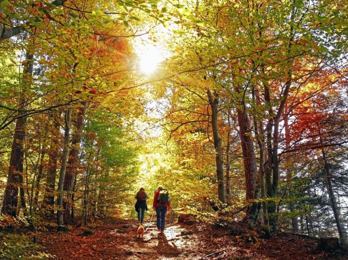 Évasion Nature 5 Randonnées qui Revitalisent le Corps et l'Esprit